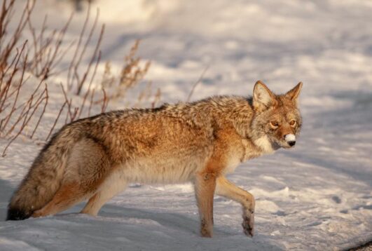 15 Animals That Scare Off Coyotes - Housely