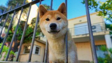 A Dog's Head Between Railings of a Metal Fence