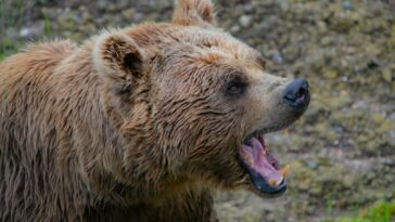 grizzly bear roars at the forest