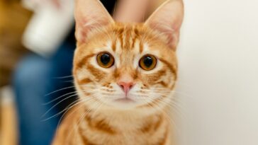 orange tabby cat in blue background