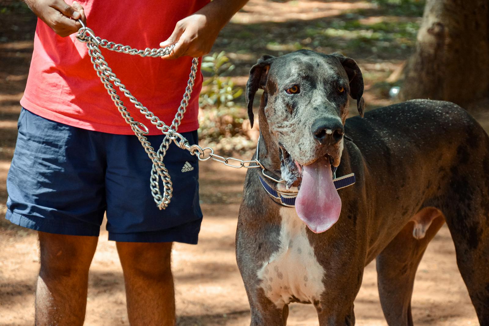 Ethnic man with dog on metal chain