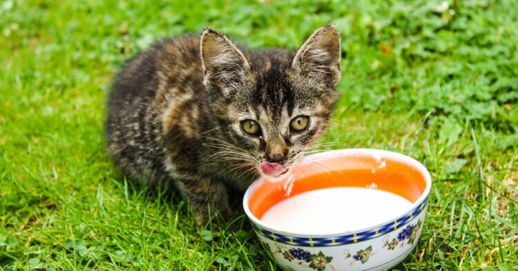 Keep These 15 Foods Away From Your Cats