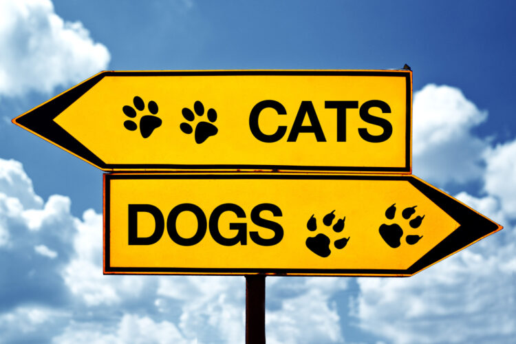 15 Reasons Why Cats Make Better Companions