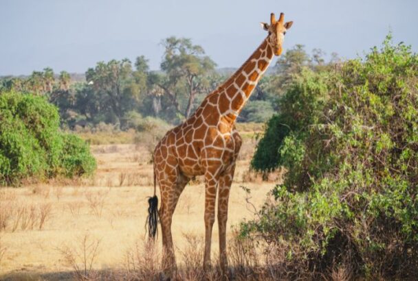 15 Factors Behind Nature’s Most Unusual Animal Forms - Housely