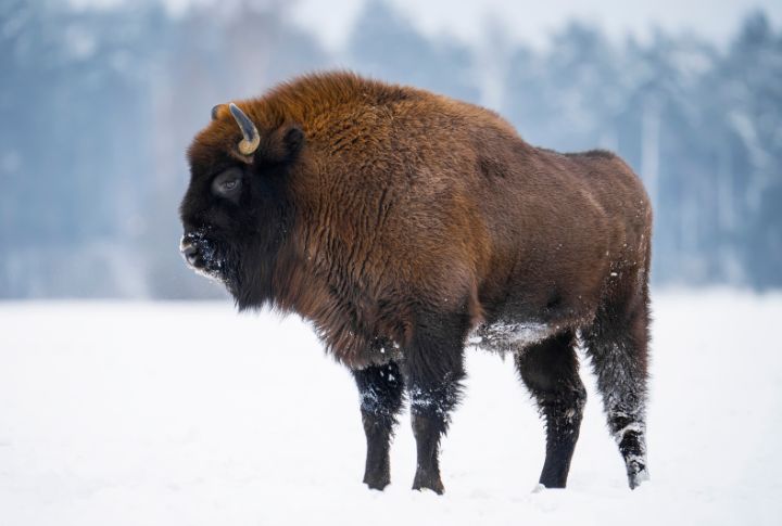 15 Fascinating Insights Into the Life of the American Bison