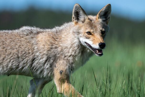 Debunking 15 Common Myths About Coyotes in North America Biology Diagrams