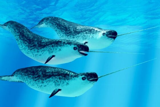 15 Fun Facts About Narwhals Housely 