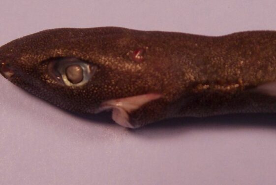 The 15 Weirdest Shark Species In The World - Housely