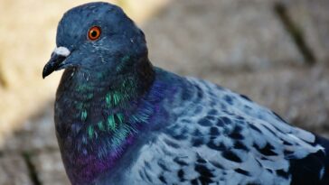 White and Blue Pigeon