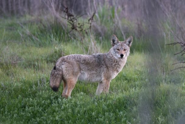 Debunking 15 Common Myths About Coyotes in North America Biology Diagrams