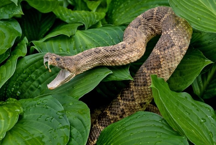 15 Beautiful Garden Plants That Double as Snake Hideouts