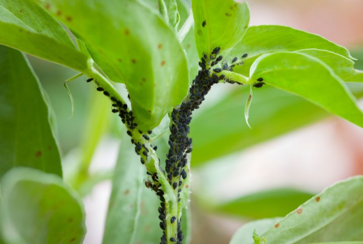 How To Stop Pests From Eating Your Garden