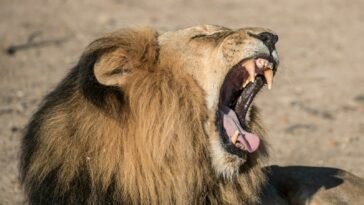 roaring lion photography