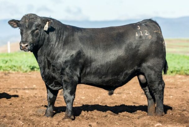 15 Most Popular Cattle Breeds Across America - Housely