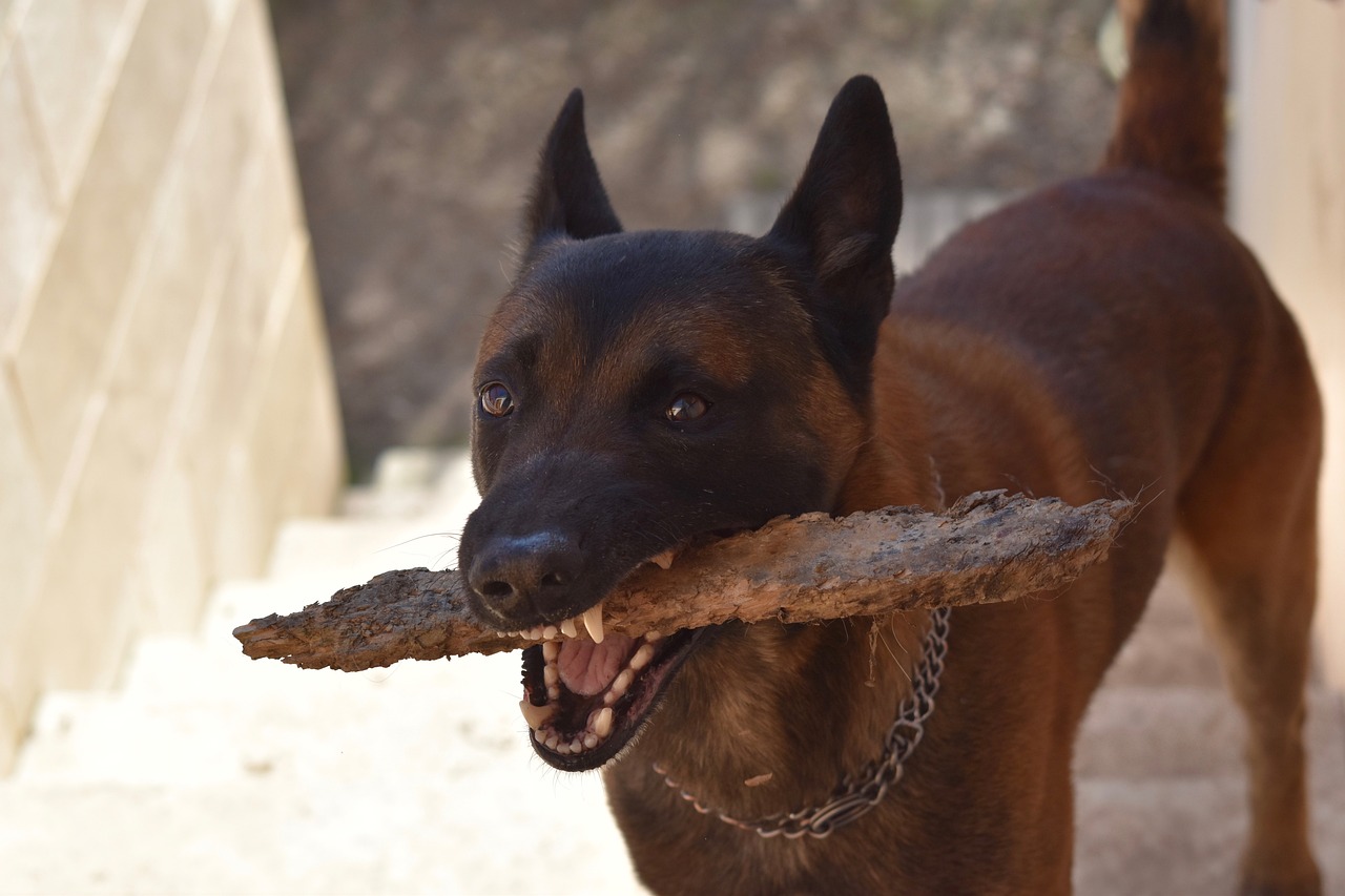 dog, dog malinois, pet
