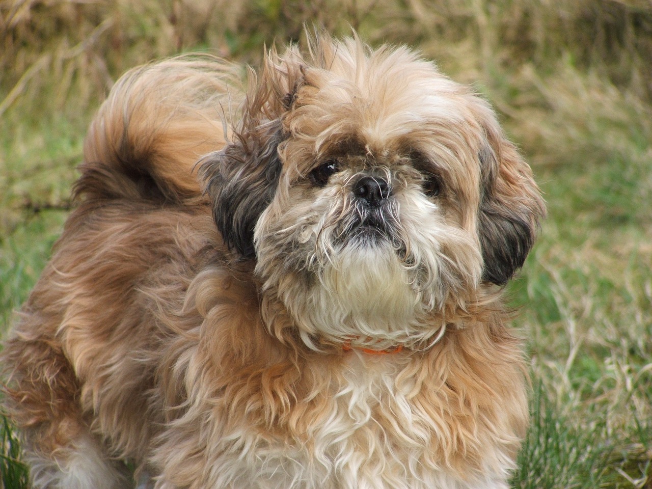 dog, shih tzu, animal
