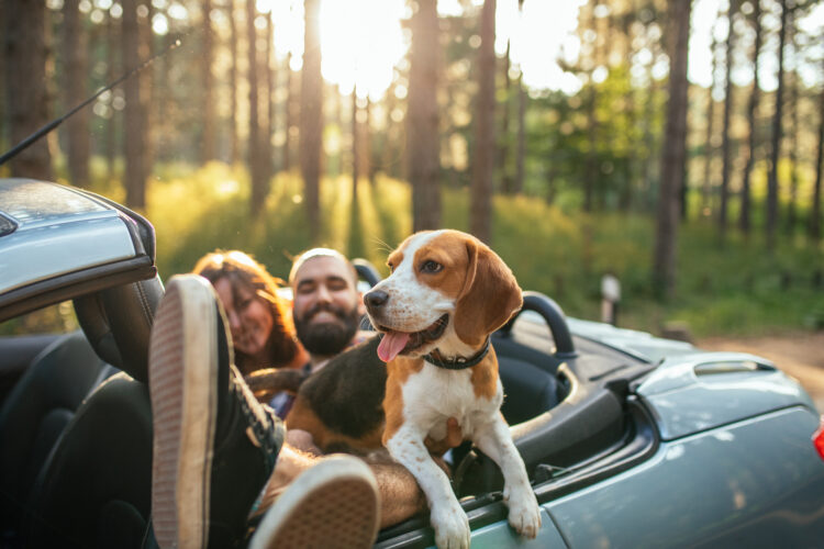 15 Tips for Traveling with Your Canine Companion