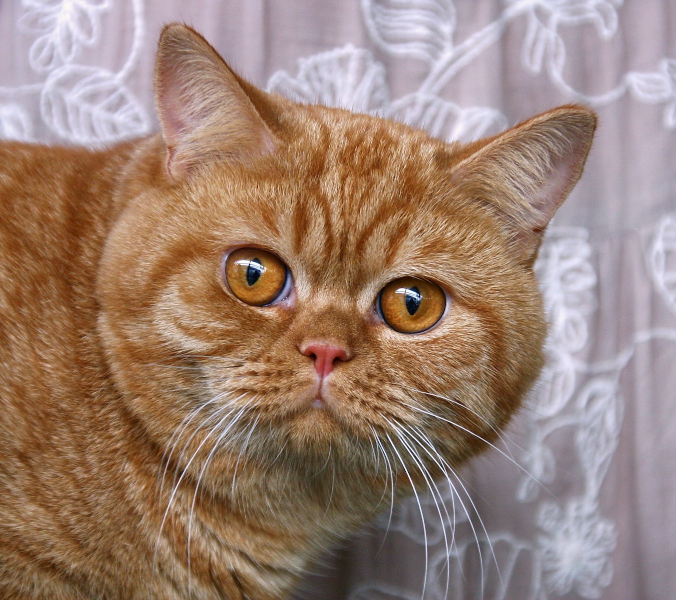 orange tabby cat on white textile