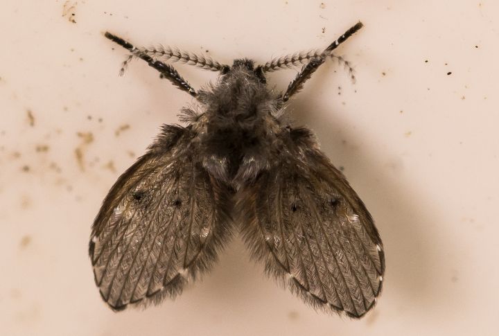 15 Easy Tips to Get Rid of Drain Flies