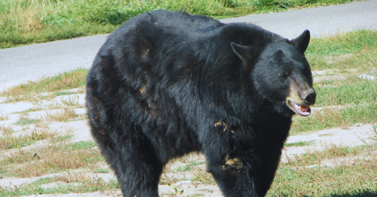 15 States You're Most Likely to See a Black Bear