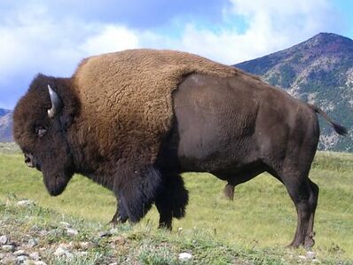 15 Amazing Facts About The Bison