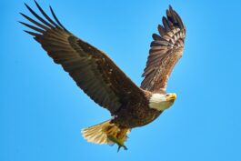 15 Interesting Facts About The Bald Eagle - Housely
