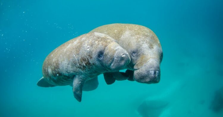 15 Manatee Facts That Will Make You Love Them Even More