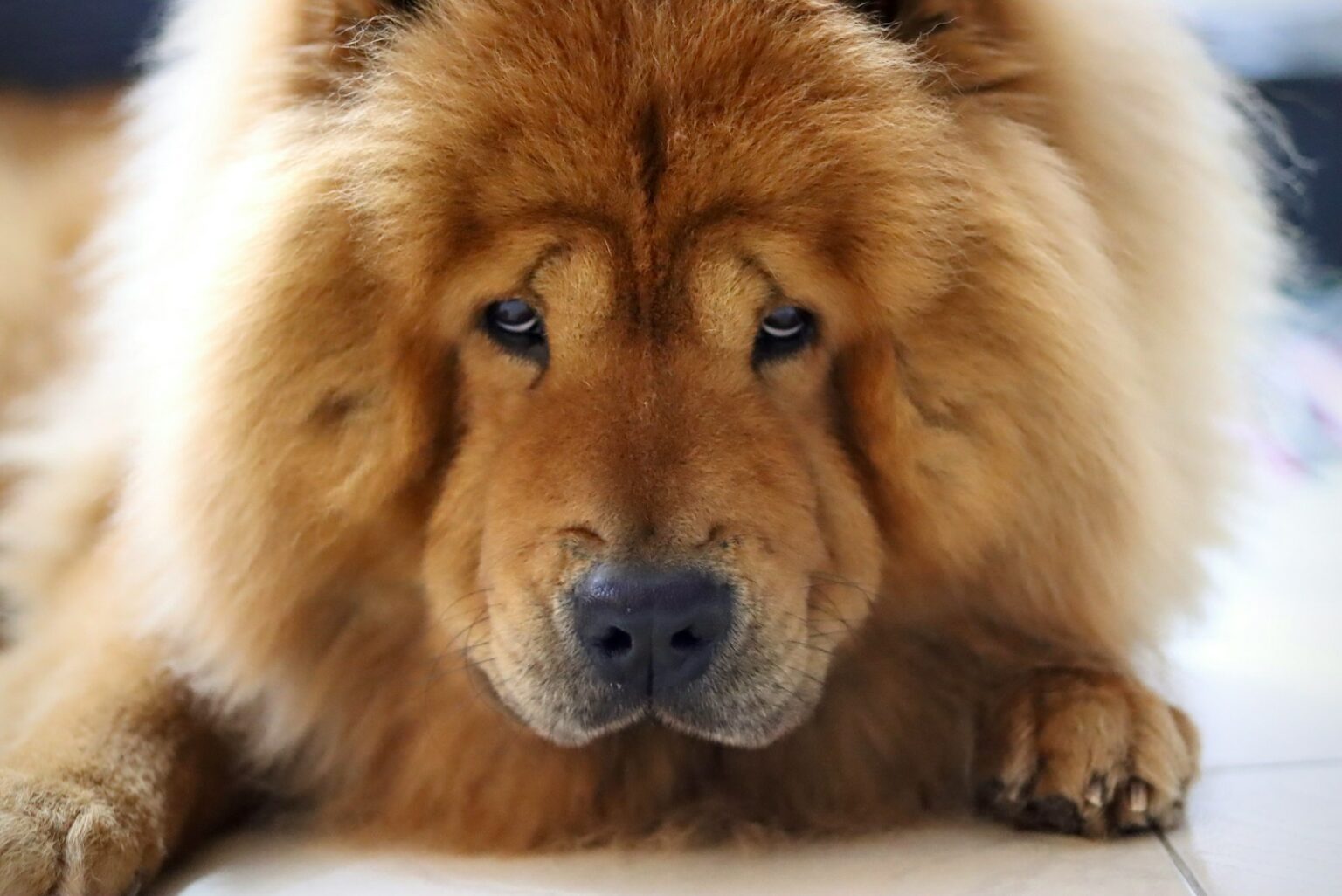 30 'Hypoallergenic' Dogs That Don't Shed a Lot PetMD