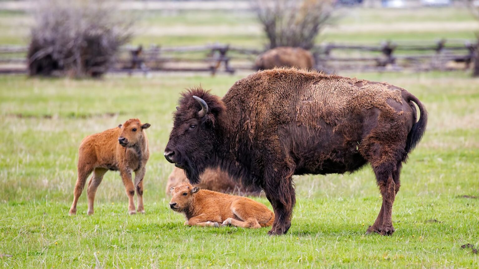 15 Amazing Facts About The Bison - Housely