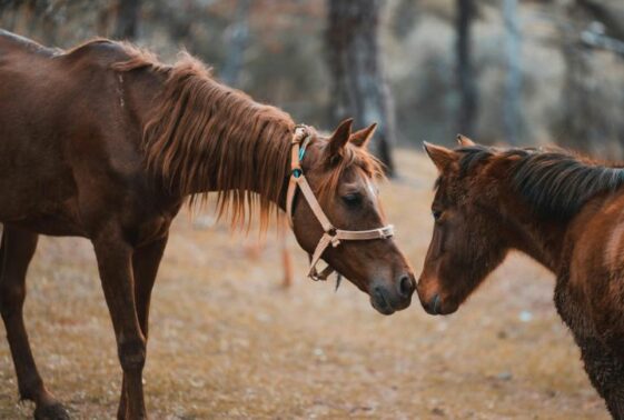 15 Captivating Facts About Horses - Housely
