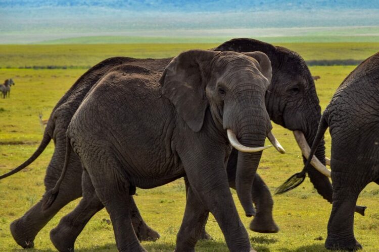 elephant, wildlife, safari