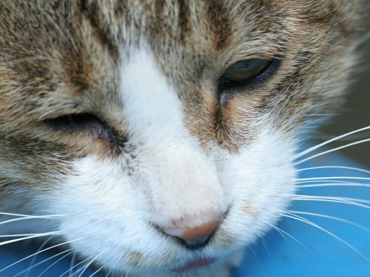 15 Silent Signs Your Pet is in Pain