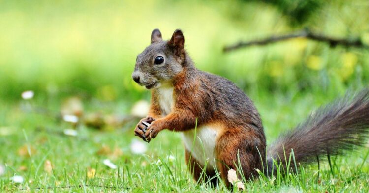 15 Smart Solutions To Defend Your Yard From Critters