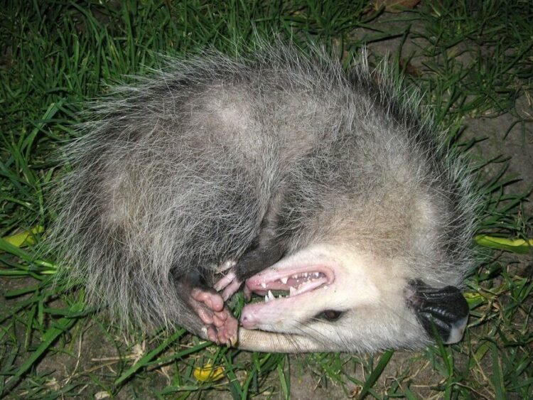 15 Animals That Could Invade Your Home Without You Knowing