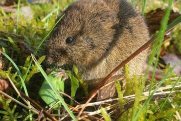 15 Ways to Banish Voles and Reclaim Your Yard - Housely
