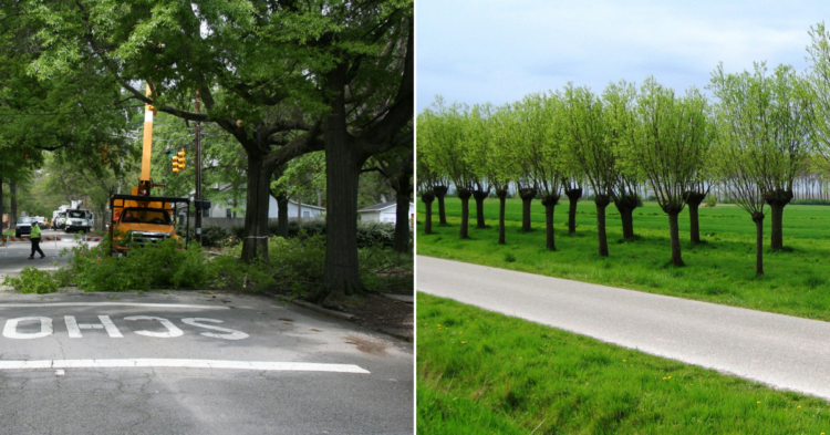Why Do Some Trees Get That Super-Short Cut Look?