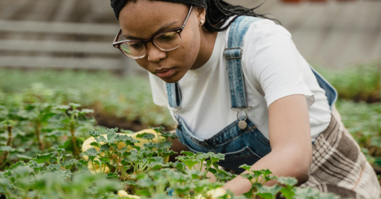 10 Ways Dead Plants Harm Your Garden Health