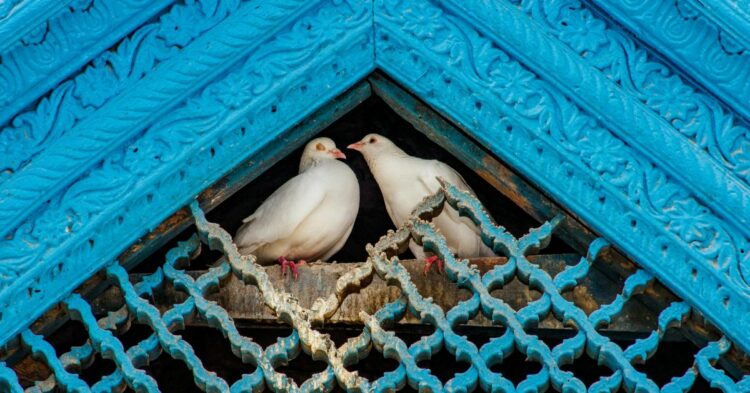 15 Reasons Your Garage Attracts Birds (And Tips To Evict Them)