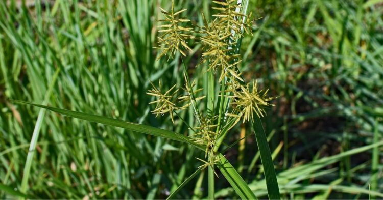 Effective Strategies to Banish Nutsedge From Your Lawn