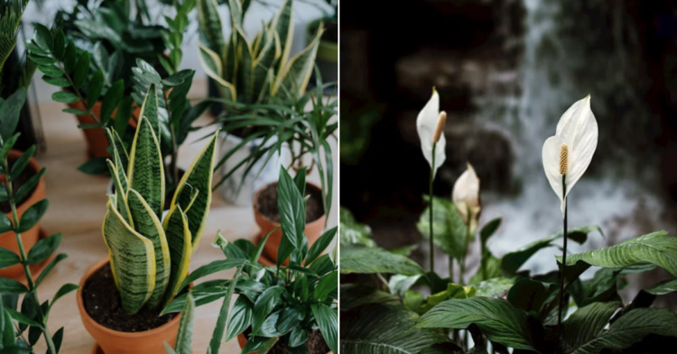 15 Common Plants That Aren't Meant for Indoor Spaces