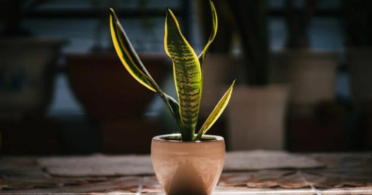 15 Simple Tips to Keep Your Snake Plant Thriving