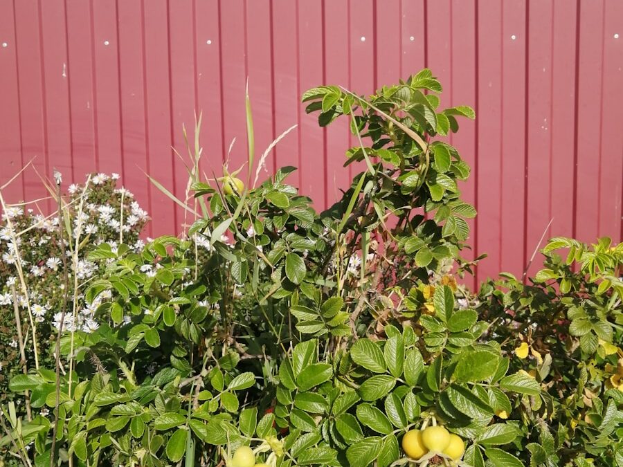 a bush with lots of green leaves next to a red fence
