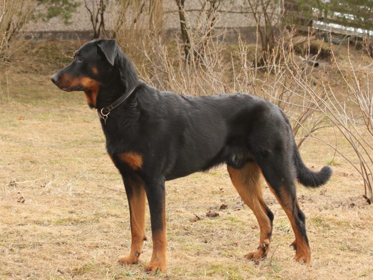 30 Best Dog Breeds for Home Protection