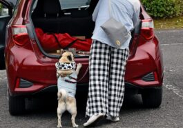 a woman standing next to a dog in a parking lot