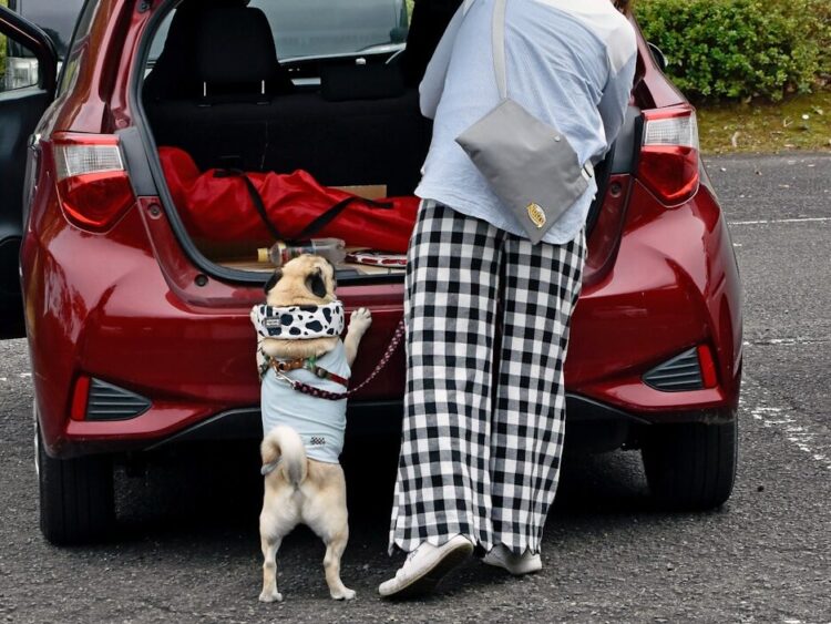 a woman standing next to a dog in a parking lot