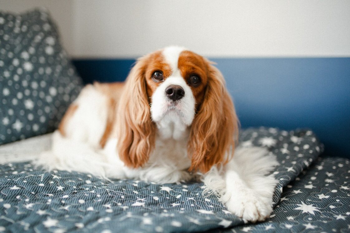 15 Best Dog Breeds for Single People - Housely
