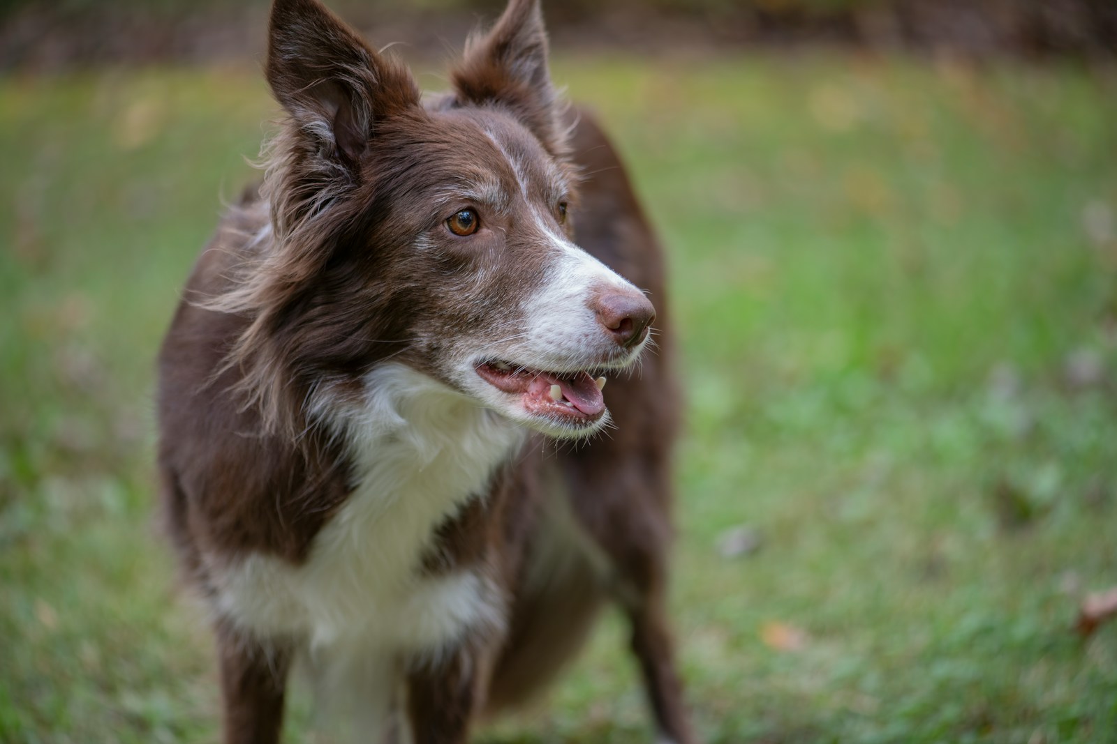 15 Best Dog Breeds for Single People - Housely