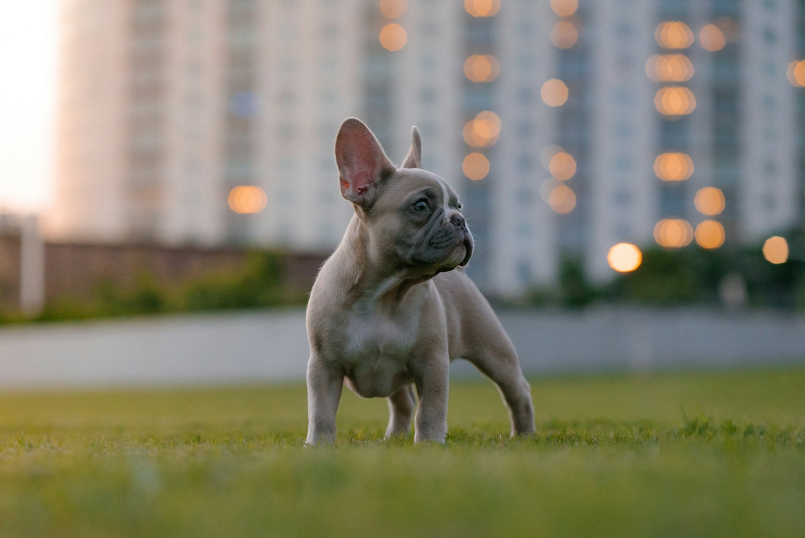 15 Best Dog Breeds for Single People - Housely