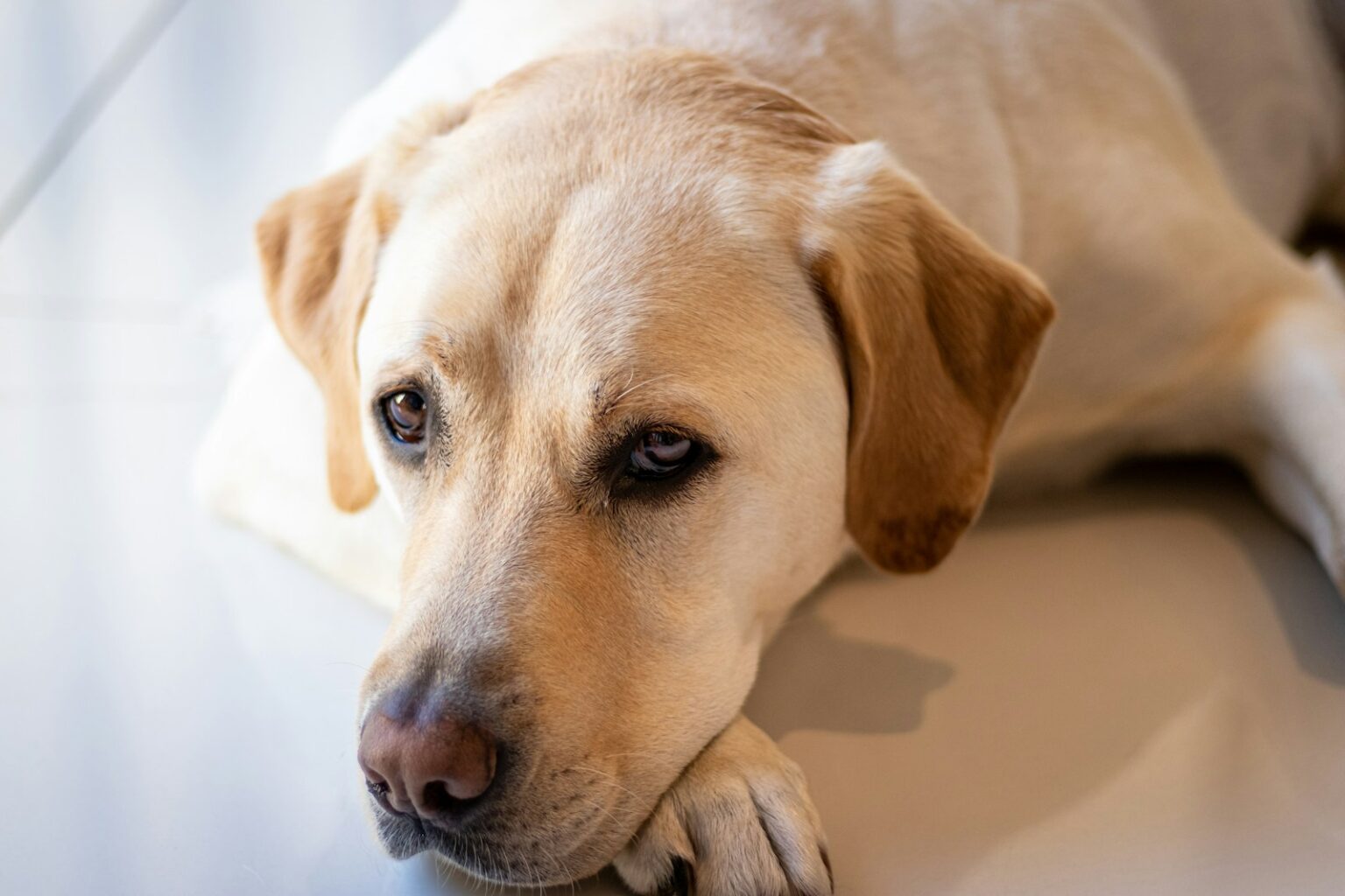 15 Best Dog Breeds for Single People - Housely