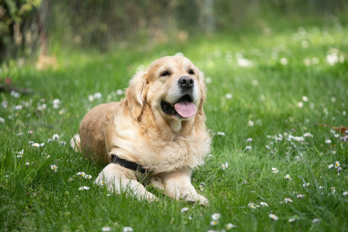 15 Best Dog Breeds for Single People - Housely